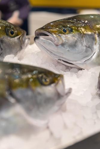 fish international 2022