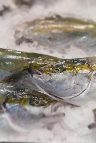 fish international 2022