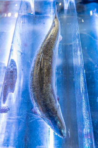 fish international 2022